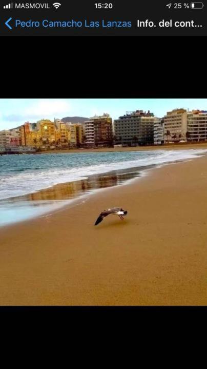 Zen Garden Daire Las Palmas de Gran Canaria Dış mekan fotoğraf